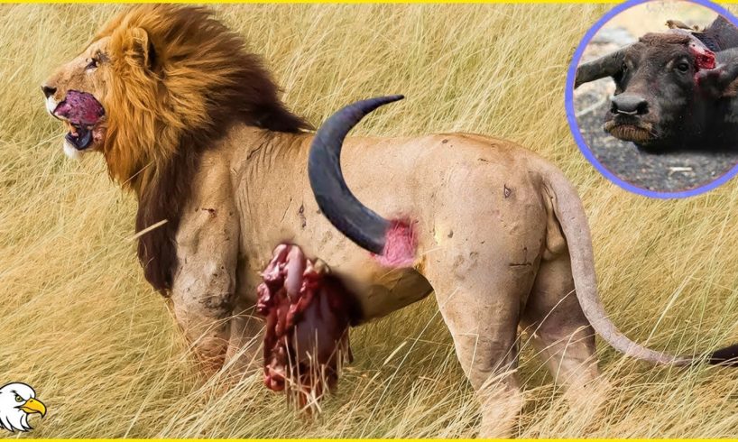 30 Moments Lions Injured By Fight Wild Animal And What Happens Next ?