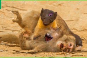 30 Moments Marten Attacks Monkey & Marten Attacks Anything That Moves | Animal Fight