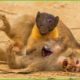 30 Moments Marten Attacks Monkey & Marten Attacks Anything That Moves | Animal Fight