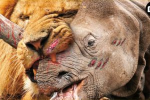 30 Moments Of Crazy Fighting Rhinos and What will happen next? | Wild Animals