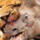 30 Moments Of Crazy Fighting Rhinos and What will happen next? | Wild Animals