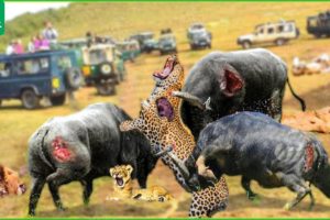 30 Moments The Angry Buffaloes Fight Against Leopards And The Lion Family | Animal Fight
