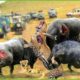 30 Moments The Angry Buffaloes Fight Against Leopards And The Lion Family | Animal Fight