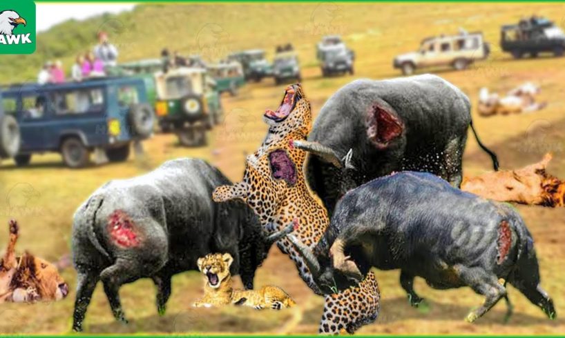 30 Moments The Angry Buffaloes Fight Against Leopards And The Lion Family | Animal Fight