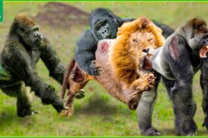 30 Moments When Gorillas Unite To Destroy Lions, What Will Happen? | Animal Fight