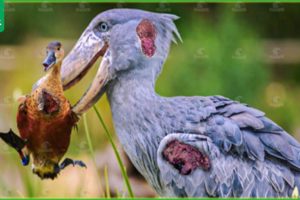 30 Moments When Storks Hunt Without Stopping | Animal Fight