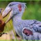30 Moments When Storks Hunt Without Stopping | Animal Fight