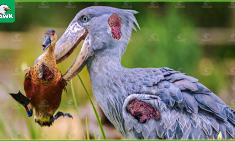 30 Moments When Storks Hunt Without Stopping | Animal Fight