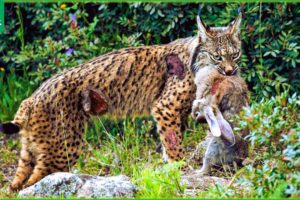 30 Moments When The Lynx Fights And Devours Everything That Moves | Animal Fight