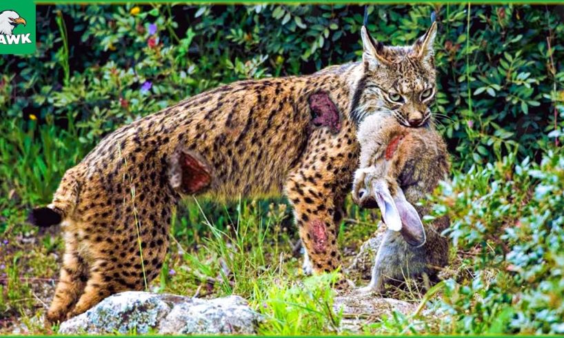 30 Moments When The Lynx Fights And Devours Everything That Moves | Animal Fight