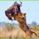 30 Moments Wild Animal Fight Big Cats, What Happens Next | Animal Fight