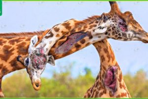 30 Scary Moments! Giraffes Fight Brutally To The Last Breath | Animal Fight