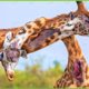 30 Scary Moments! Giraffes Fight Brutally To The Last Breath | Animal Fight