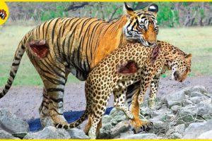 30 Unbelievable Moments When Predators Become Prey, What Happens Next? | Animal Fights