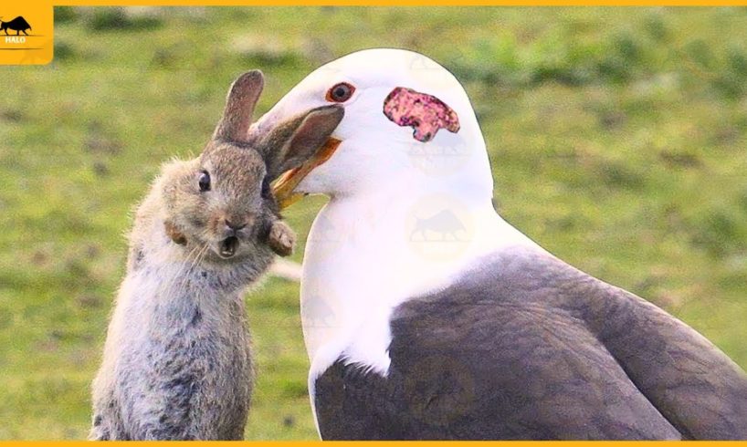 35 Unique Moments! Gluttonous Birds Absorb Prey In 5 seconds | Animal Fight
