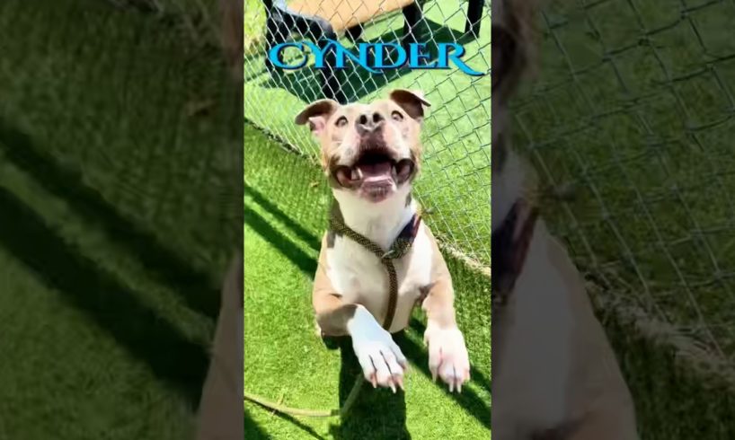 5 year old shelter dog makes the best of her animal shelter stay #happyjuly