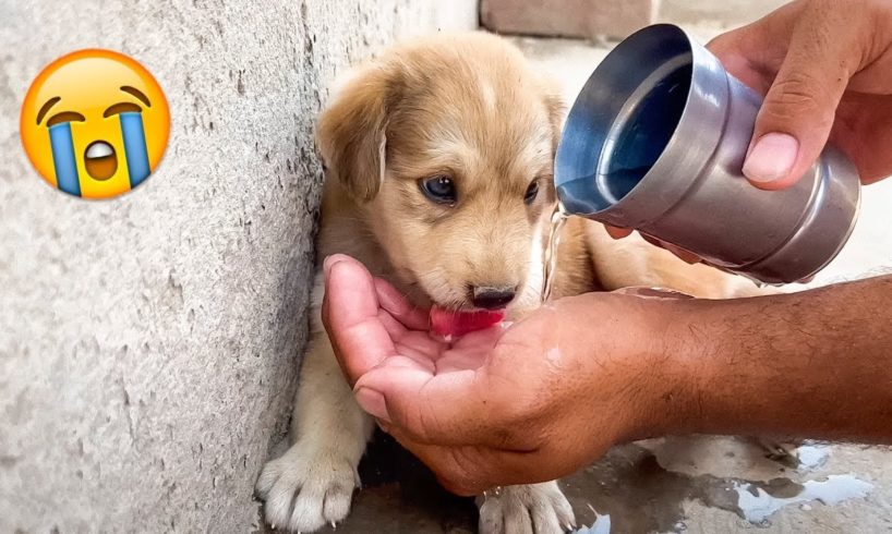 50 Animal Rescue Videos Touching Moments When Animals Asked People for Help #8