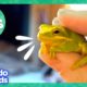 60 Minutes Of Animals We Just Want To Hug | Dodo Kids | Animal Videos For Kids