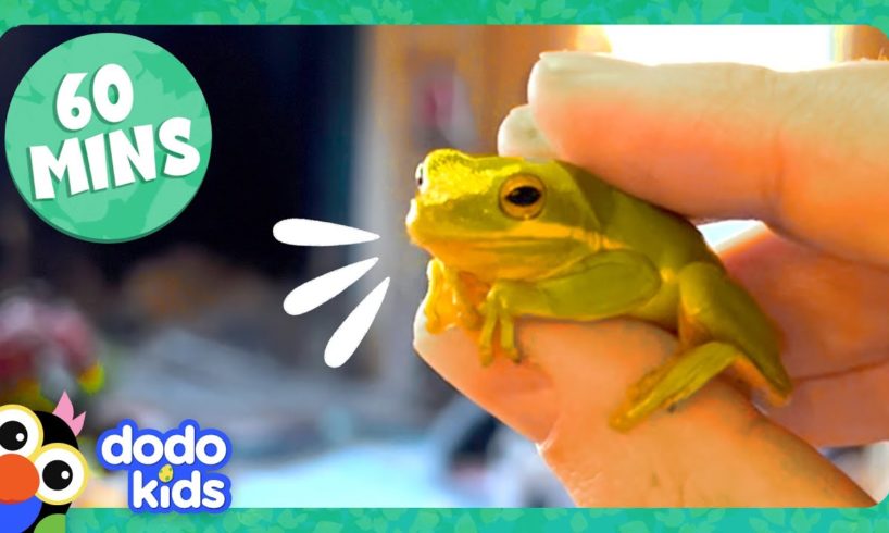 60 Minutes Of Animals We Just Want To Hug | Dodo Kids | Animal Videos For Kids