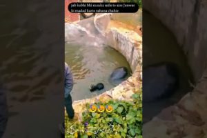 A buffalo was rescued after it fell into a well #rescue #shorts