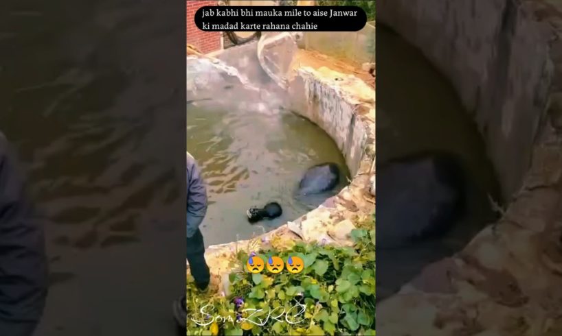 A buffalo was rescued after it fell into a well #rescue #shorts