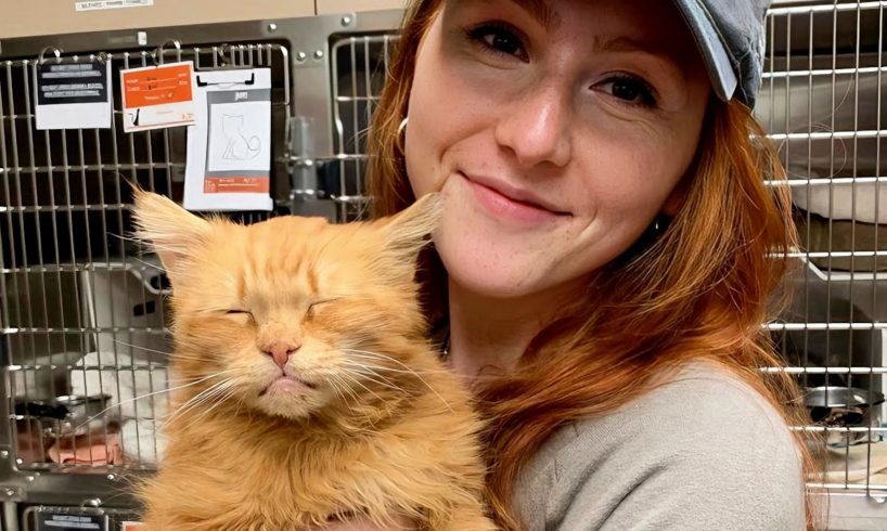 A ginger cat who came to a shelter in very rough shape, has made an incredible transformation