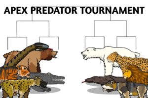 APEX PREDATOR TOURNAMENT-ANIMATION