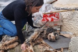 Abandoned dog..  was left to die helpless..Heartbreaking 💔