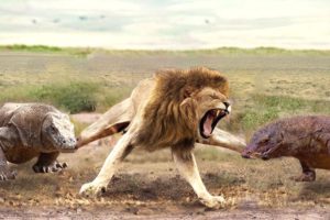 Aghast! The Brutal Moment When the Fierce Lion Couldn't Avoid The Giant Lizard Bites| Wildlife 2023