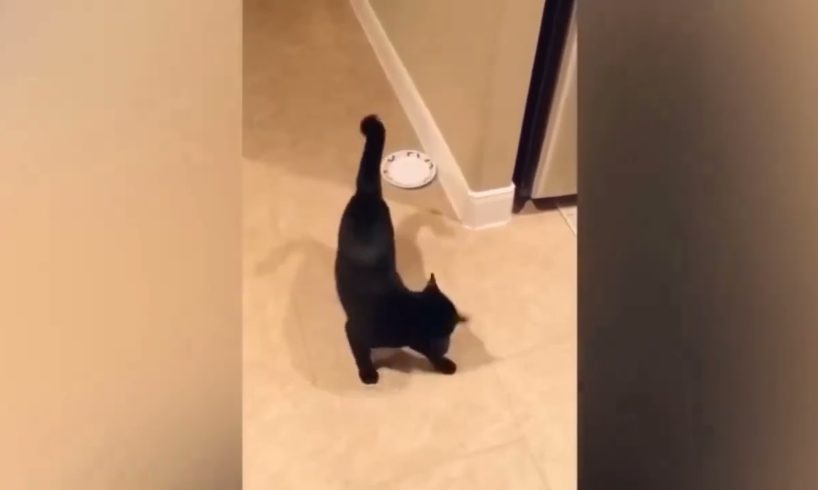 Animal Lovers🥰 Funniest Dogs and Cats Videos 😁 Animal Cuteness Cute Pet Videos