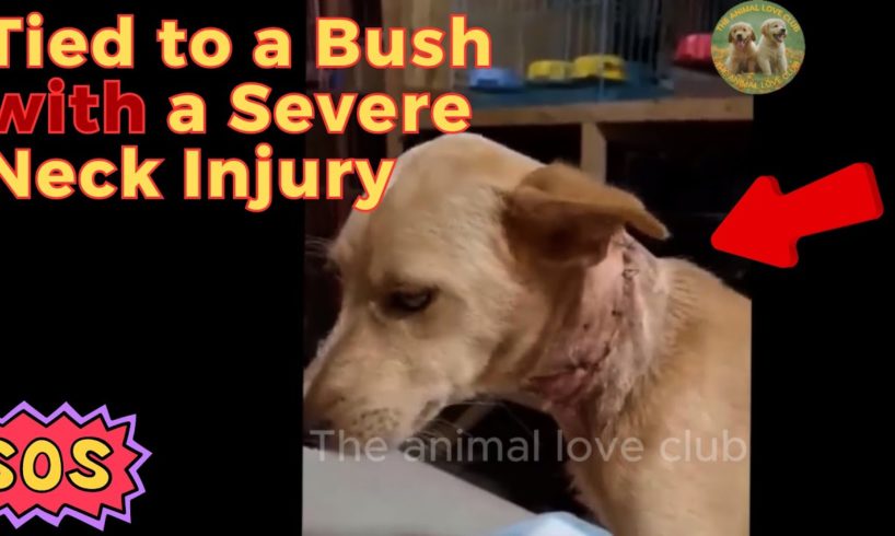 Animal Rescue Team Rescues Puppies Abandoned with Severe Neck Injuries | The animal love club