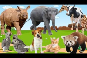 Animal Sounds Parrot, Red Panda, Elephant, Rhino, Giraffe,Cow,Cat,Dog