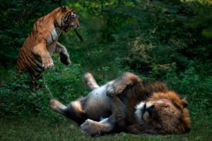 Animal fights,  When Animals Messed With The Wrong Opponent Tiger vs lion