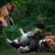 Animal fights,  When Animals Messed With The Wrong Opponent Tiger vs lion
