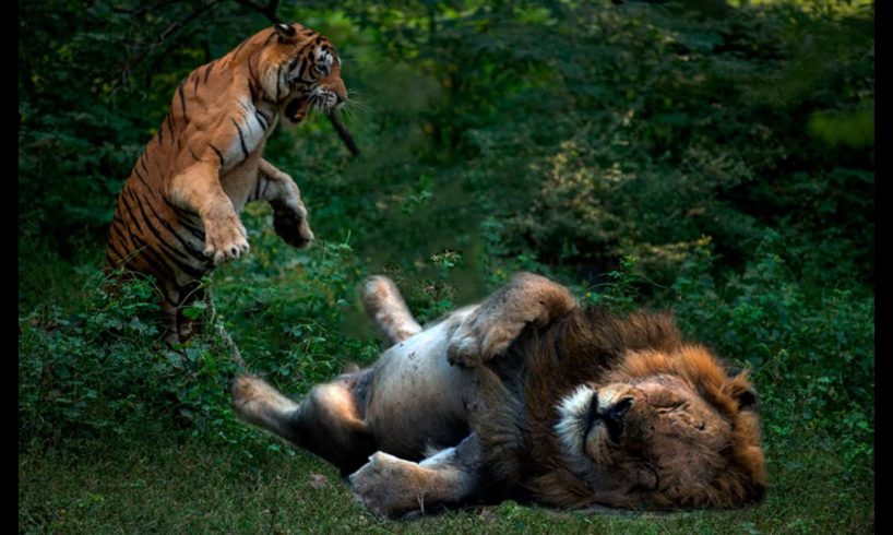 Animal fights,  When Animals Messed With The Wrong Opponent Tiger vs lion
