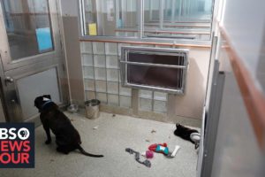 Animal shelters struggle as many pets adopted during pandemic are returned