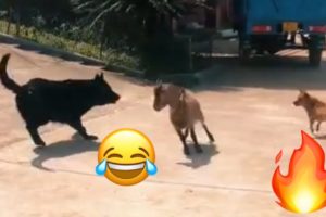 Animals Funniest 😂 Reactions🔥video part 007 / Funny Animals Video