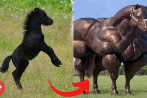 Animals Grow Up - I'm a Big Kid Now From Baby Animals To Adult Animals