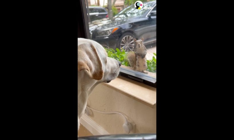 Ardilla salvaje visita a perro todos los días durante 5 años | El Dodo