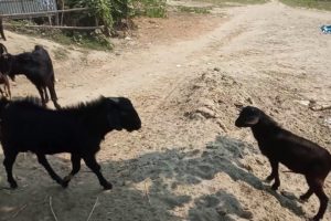 Awesome Goat! Village Animals fun | Crazy Patha Goat