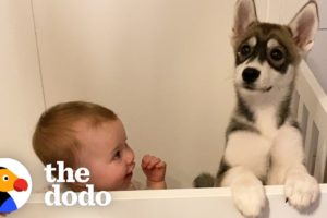 Baby Husky Grows Up With Baby Girl And They Do Everything Together | The Dodo Soulmates