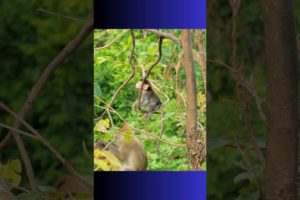 Baby Monkey playing with himself #monkey  #cute_animals #animals #wildlife #shorts