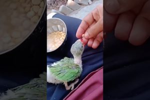 Baby parrot rescue ❣️ #rescue #parrot #babyparrot #meandmypet #pets #parrotsounds #indianringneck