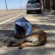 Belgian Malinois Rescued From 114 Degree Heat