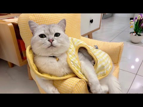 Best Funny Cats and Dogs Videos of  2023 - Funniest  Animals Cutest Pets Video to Make You Laugh!