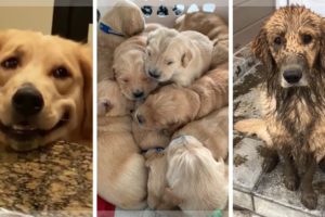 Best Golden Retriever Compilation ~ Cutest Golden Retrievers ~ Funny Dogs