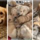 Best Golden Retriever Compilation ~ Cutest Golden Retrievers ~ Funny Dogs