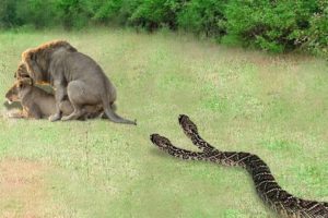 Big Battle Of Lion vs King Cobra | Lion Attacks Wild Animal in African