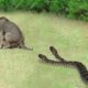 Big Battle Of Lion vs King Cobra | Lion Attacks Wild Animal in African