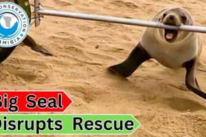 Big Seal Disrupts Rescue